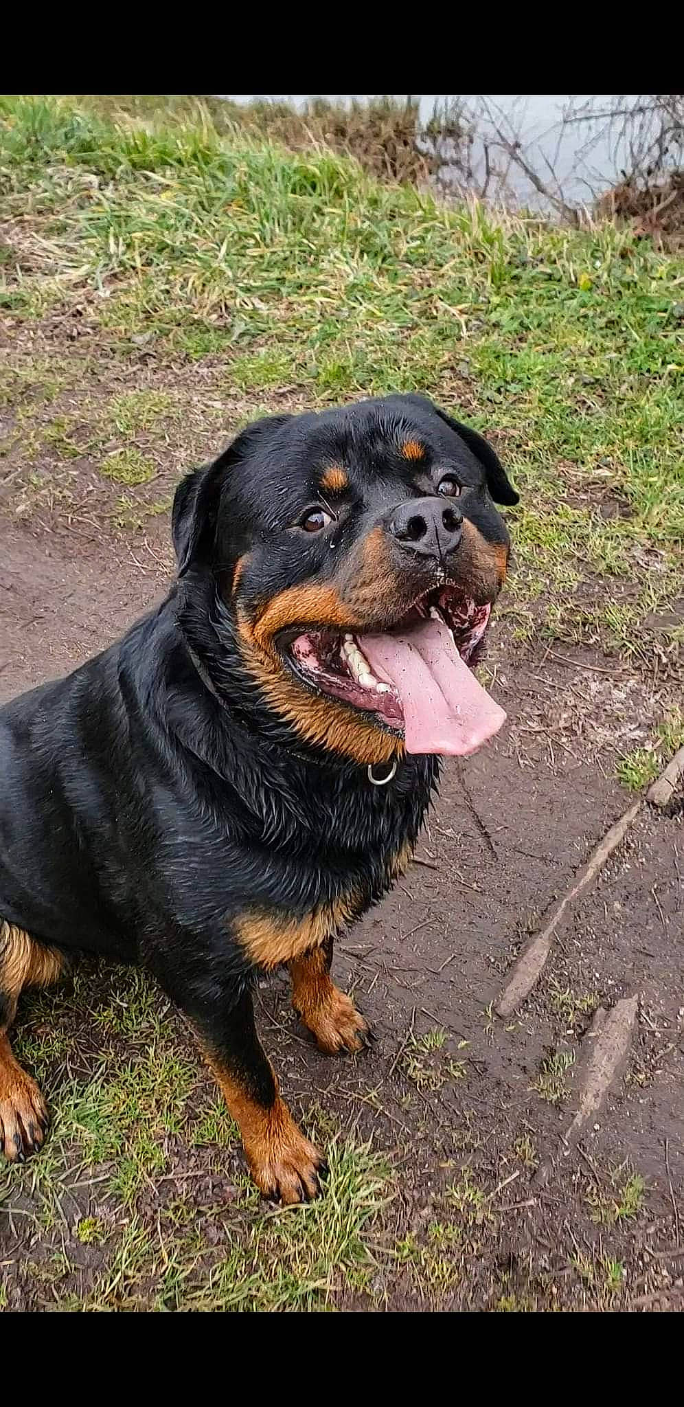 Ryuk participe au concours pour gagner de l'argent avec cette photo : canidae, carnivore, companion_dog, dog, dog_breed, fur, grass, hound, hunting_dog, rottweiler, snout, sporting_group, terrestrial_animal, working_animal, working_dog