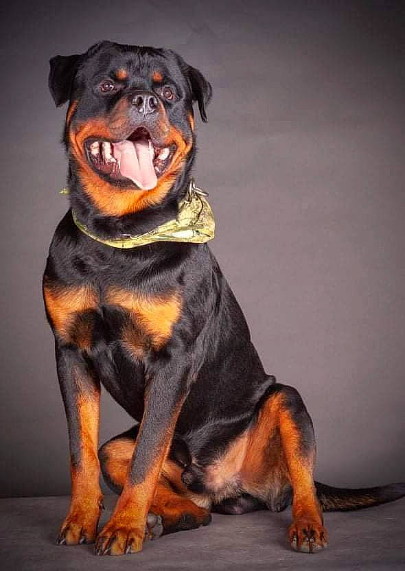 Ryuk participe au concours pour gagner de l'argent avec cette photo : ancient_dog_breeds, canidae, carnivore, collar, companion_dog, dog, dog_breed, dog_collar, fawn, fur, guard_dog, hound, hunting_dog, rottweiler, snout, sporting_group, terrestrial_animal, whiskers, working_animal, working_dog