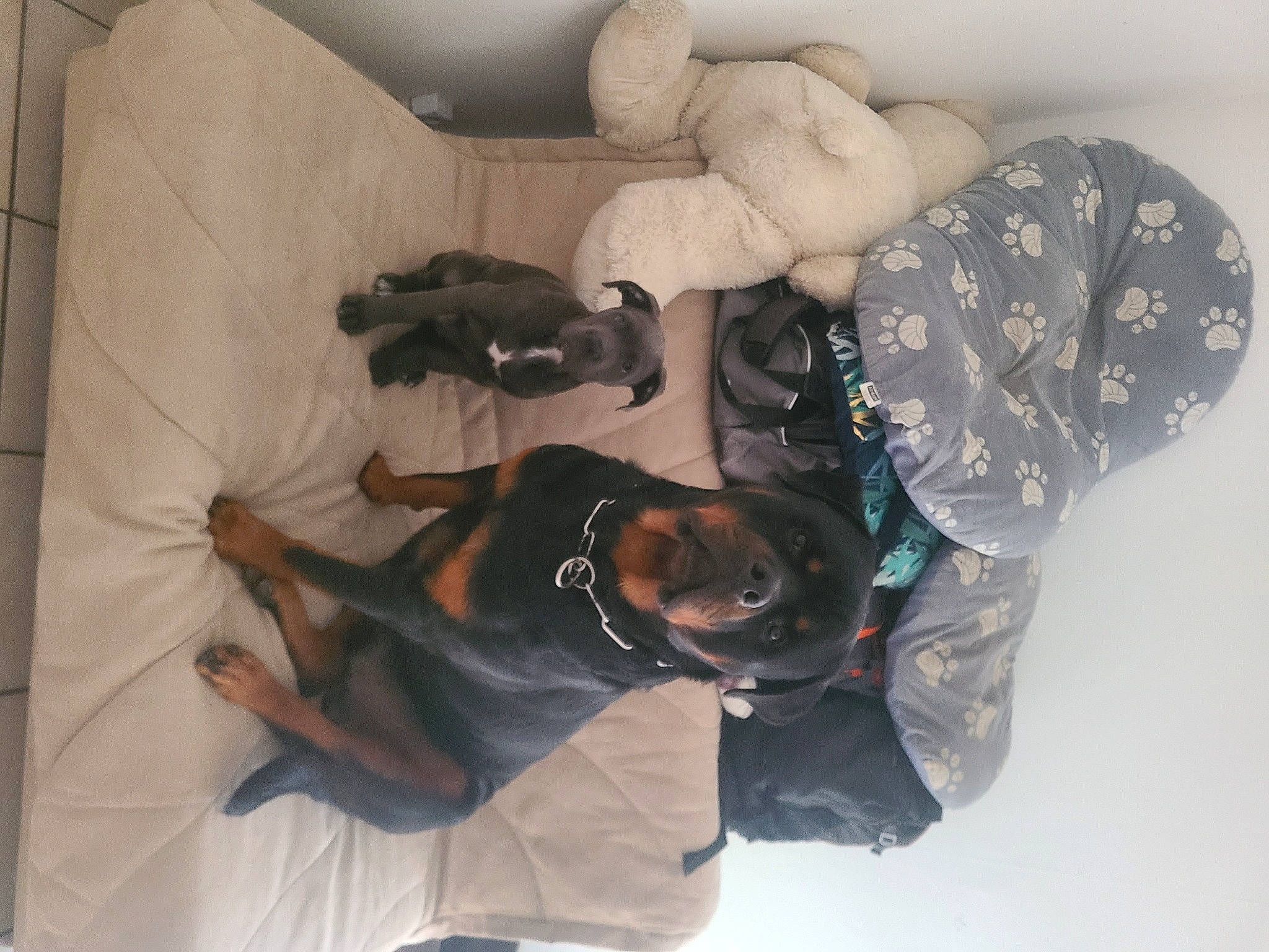 Ryuk participe au concours pour gagner de l'argent avec cette photo : comfort, dog_breed, event, fashion_accessory, fun, guard_dog, linens, personal_protective_equipment, plant, recreation, room, sporting_group, tree, visual_arts