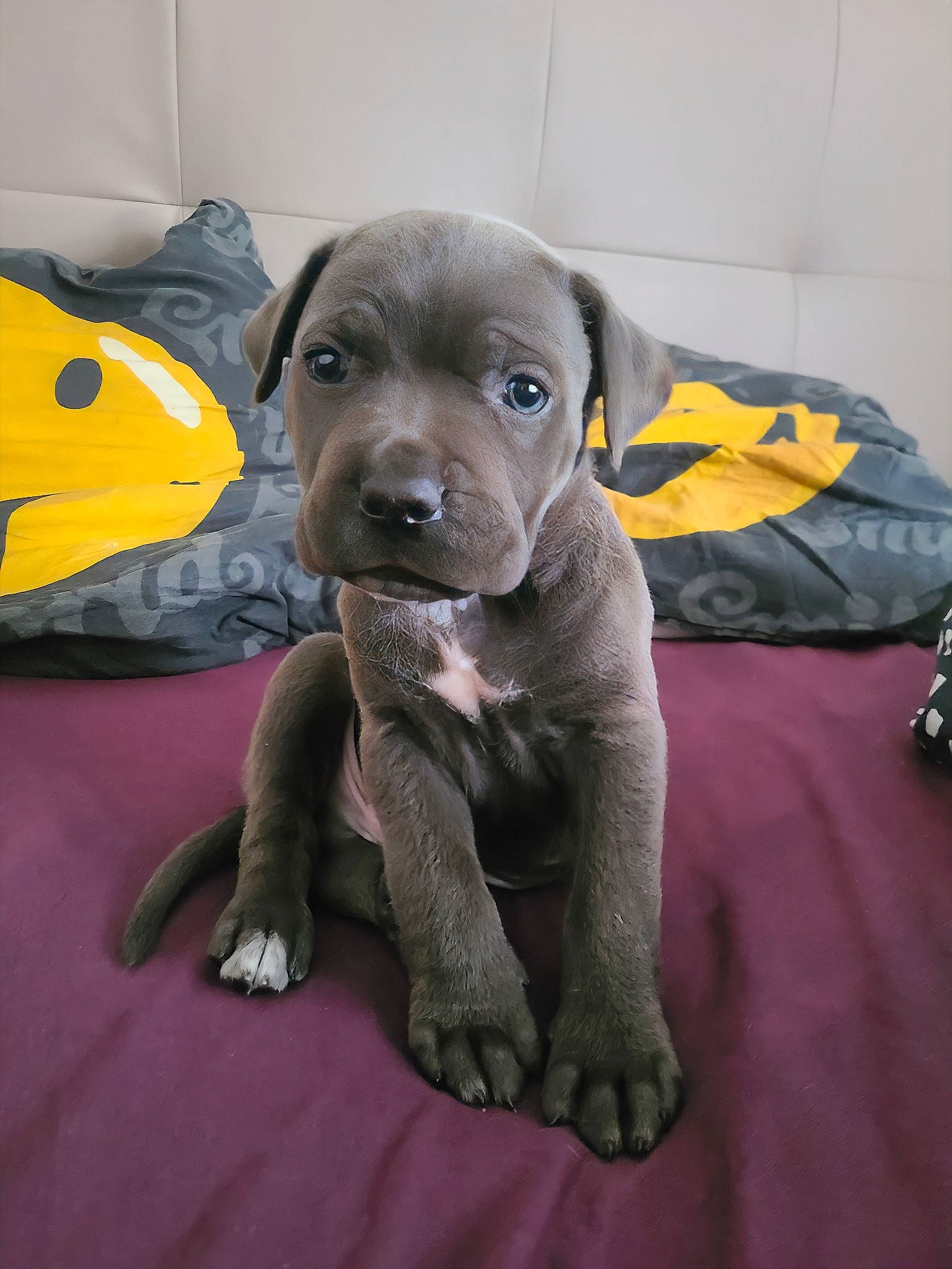 Thor participe au concours pour gagner de l'argent avec cette photo : borador, canidae, carnivore, collar, companion_dog, dog, dog_breed, dog_supply, fawn, fur, grey, guard_dog, liver, pet_supply, snout, sporting_group, toy_dog, weimaraner, whiskers, working_animal