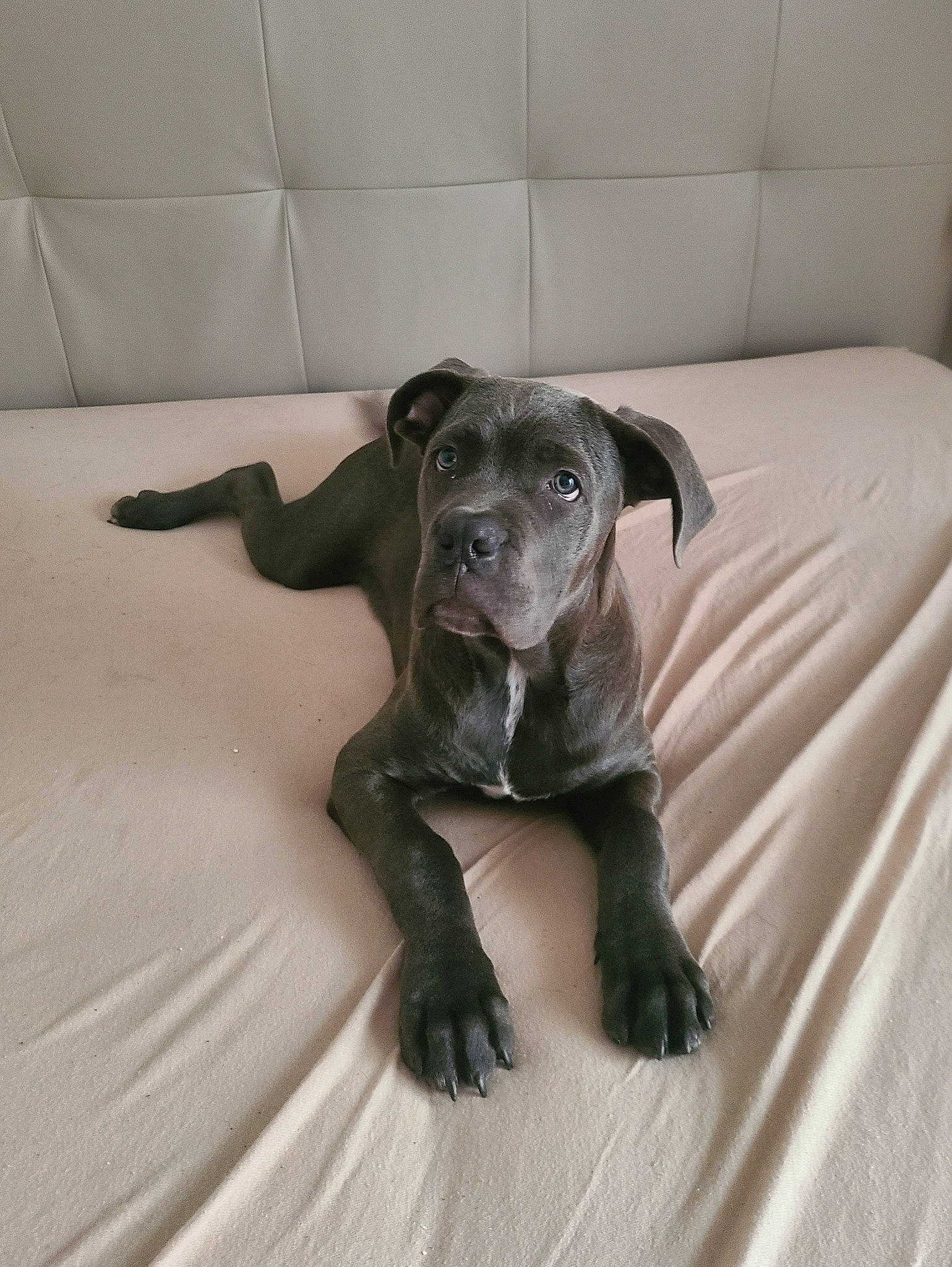 Thor participe au concours pour gagner de l'argent avec cette photo : borador, carnivore, comfort, companion_dog, dog, dog_breed, fawn, floor, flooring, fur, grey, guard_dog, hardwood, linens, tail, terrestrial_animal, toy_dog, whiskers, wood, working_animal