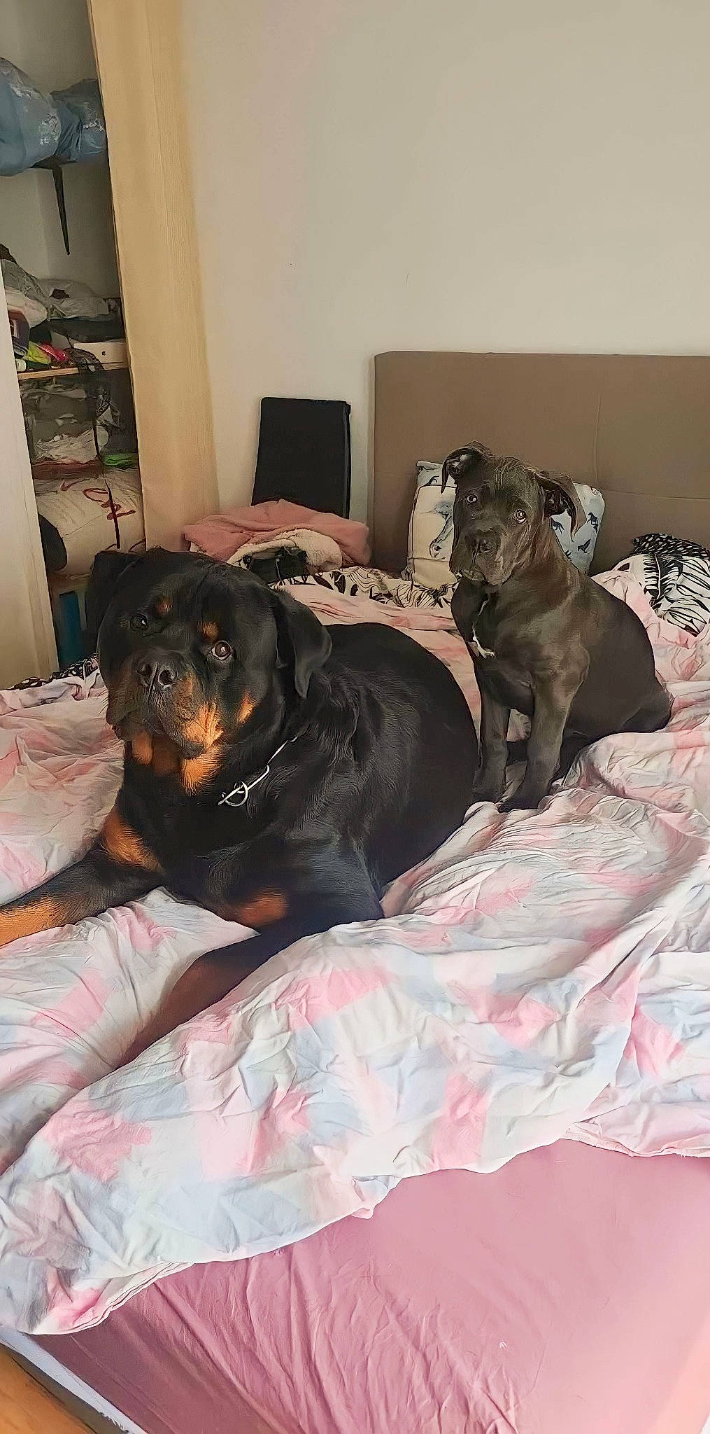 Thor a rejoint le concours — aidez-le/la à gagner de superbes lots ! bed, bed_sheet, bedding, bedroom, brown, canidae, carnivore, comfort, companion_dog, dog, dog_breed, dog_supply, flooring, fur, linens, liver, picture_frame, room, sporting_group, working_animal