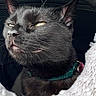 Vesper joined the competition — help win amazing prizes! black_cat, cat, pet, feline, collar, indoor, cozy, fluffy_bed, close_up, whiskers, yellow_eyes, relaxed, portrait, cute, animal, domestic_cat, fur, muzzle, ear, snout