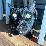 Vesper joined the competition — help win amazing prizes! black_cat, cat, pet, animal, whiskers, yellow_eyes, indoor, wooden_floor, chair, sunlight, curious, close_up, feline, domestic_cat, collar, floor_shadow, bright_eyes, fur, indoor_lighting, looking
