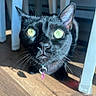 black_cat, cat, pet, animal, whiskers, yellow_eyes, indoor, wooden_floor, chair, sunlight, curious, close_up, feline, domestic_cat, collar, floor_shadow, bright_eyes, fur, indoor_lighting, looking