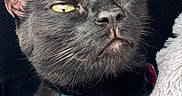 Vesper is registered to the contest to win money with this photo: animal, black_cat, blanket, carrier, cat, close_up, collar, cozy, cute, domestic_animal, feline, fur, indoor, mesh, pet, portrait, resting, soft_texture, whiskers, yellow_eyes