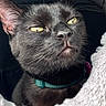 cat, black_cat, pet, animal, close_up, yellow_eyes, collar, indoor, blanket, soft_texture, mesh, carrier, feline, fur, whiskers, resting, portrait, cute, domestic_animal, cozy