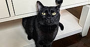 Vesper joined the competition — help win amazing prizes! black_cat, cat, yellow_eyes, wooden_table, white_table, dark_wood_floor, bottle, raspberry_tea, curious_cat, indoor, furniture, pet, animal, table_leg, wood_texture, domestic_cat, close_up, floor, table_drawer, still_life
