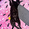 Vesper joined the competition — help win amazing prizes! black_cat, cat, pet, sleeping, lying_down, blanket, pink_blanket, bats_pattern, moons, clouds, gray_towel, indoor, cozy, relaxed, stretching, collar, feline, animal, fur, cute