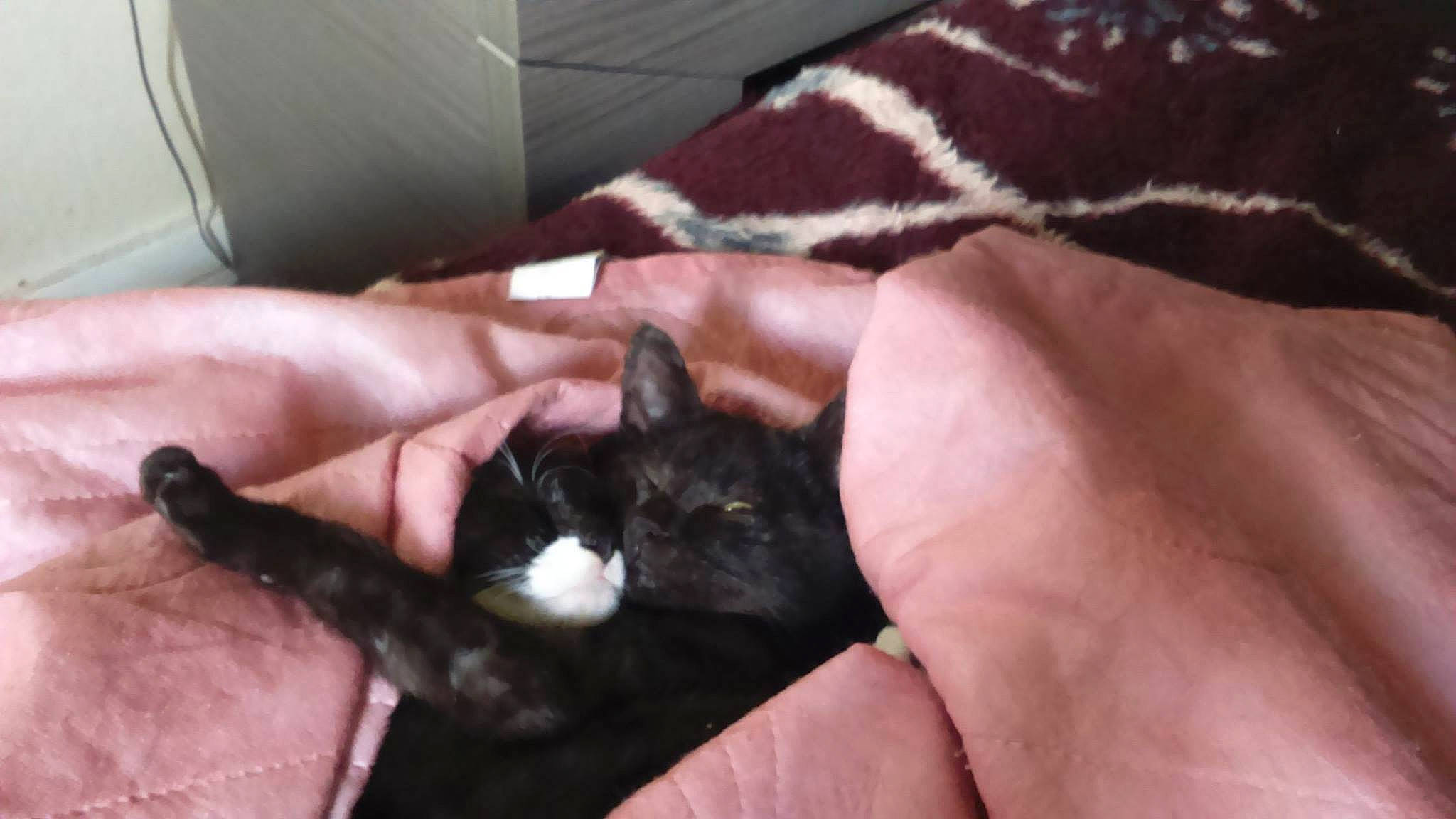 Princess a rejoint le concours — aidez-le/la à gagner de superbes lots ! black_cat, bombay, canidae, carnivore, cat, claw, comfort, domestic_short_haired_cat, felidae, finger, fur, gesture, hand, nail, paw, small_to_medium_sized_cats, snout, thumb, whiskers, wrist