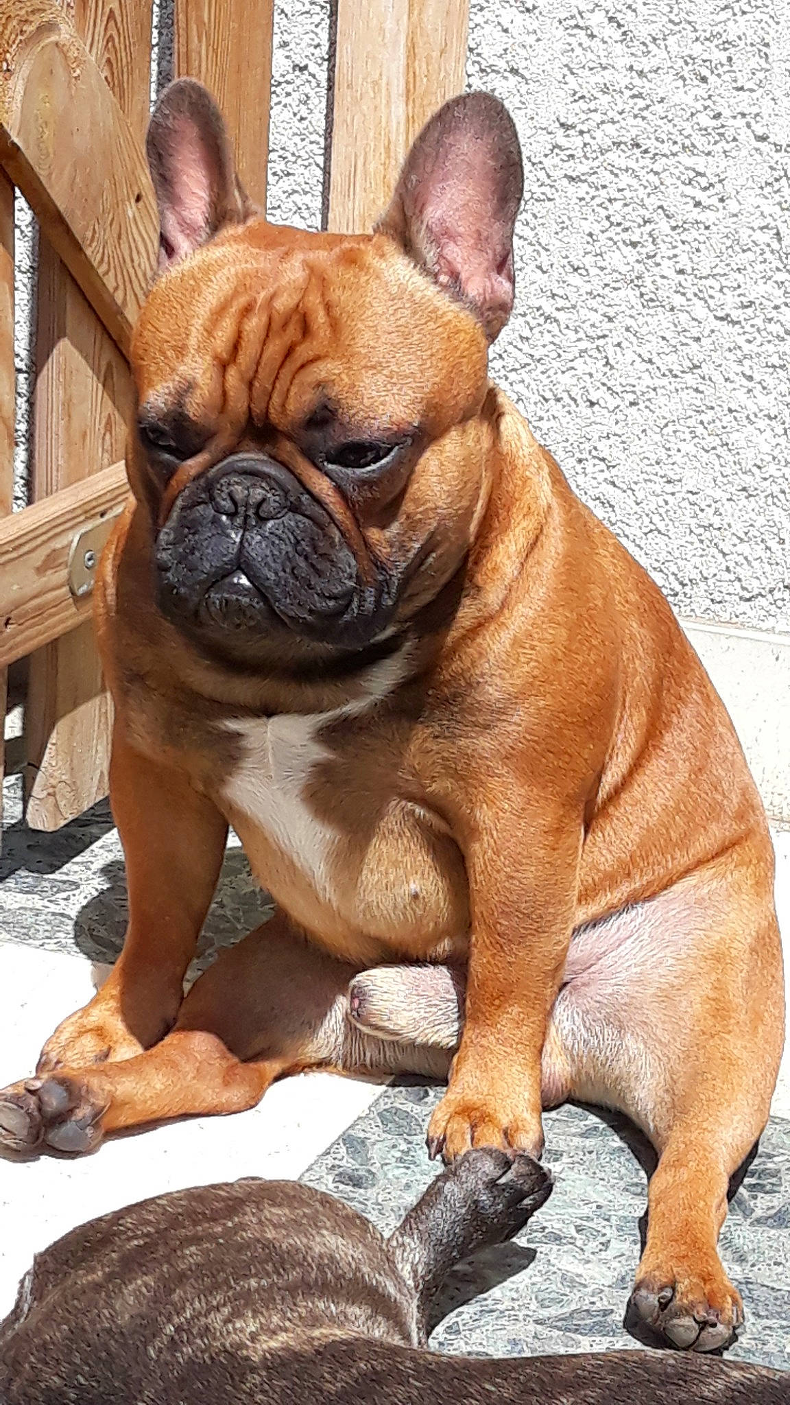 Oedipe participe au concours pour gagner de l'argent avec cette photo : british_bulldogs, bulldog, canidae, carnivore, companion_dog, dog, dog_breed, fawn, french_bulldog, mammal, molosser, non_sporting_group, old_english_bulldog, olde_english_bulldogge, rare_breed_dog, skin, snout, toy_bulldog, vertebrate, wrinkle