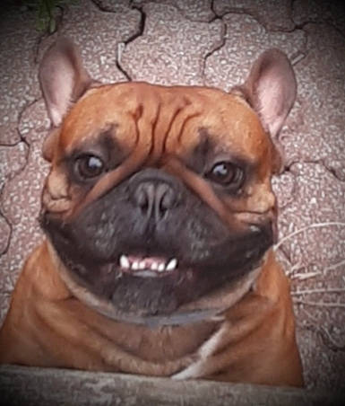 Oedipe participe au concours pour gagner de l'argent avec cette photo : ancient_dog_breeds, british_bulldogs, bulldog, bullmastiff, canidae, carnivore, companion_dog, dog, dog_breed, french_bulldog, mammal, non_sporting_group, nose, ori_pei, pug, skin, snout, toy_bulldog, vertebrate, wrinkle