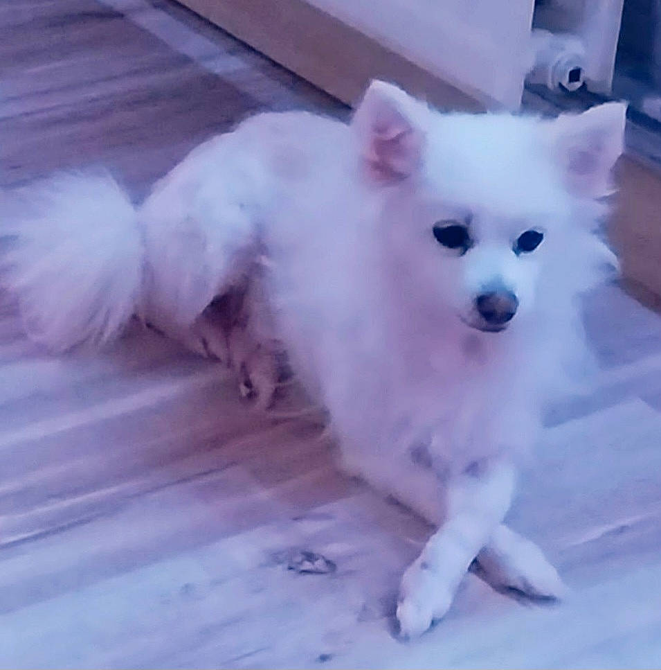 Tina a rejoint le concours — aidez-le/la à gagner de superbes lots ! canidae, carnivore, companion_dog, dog, dog_breed, dog_supply, eye, fawn, fur, head, non_sporting_group, snout, spitz, sporting_group, tail, terrestrial_animal, toy_dog, volpino_italiano, whiskers, working_animal