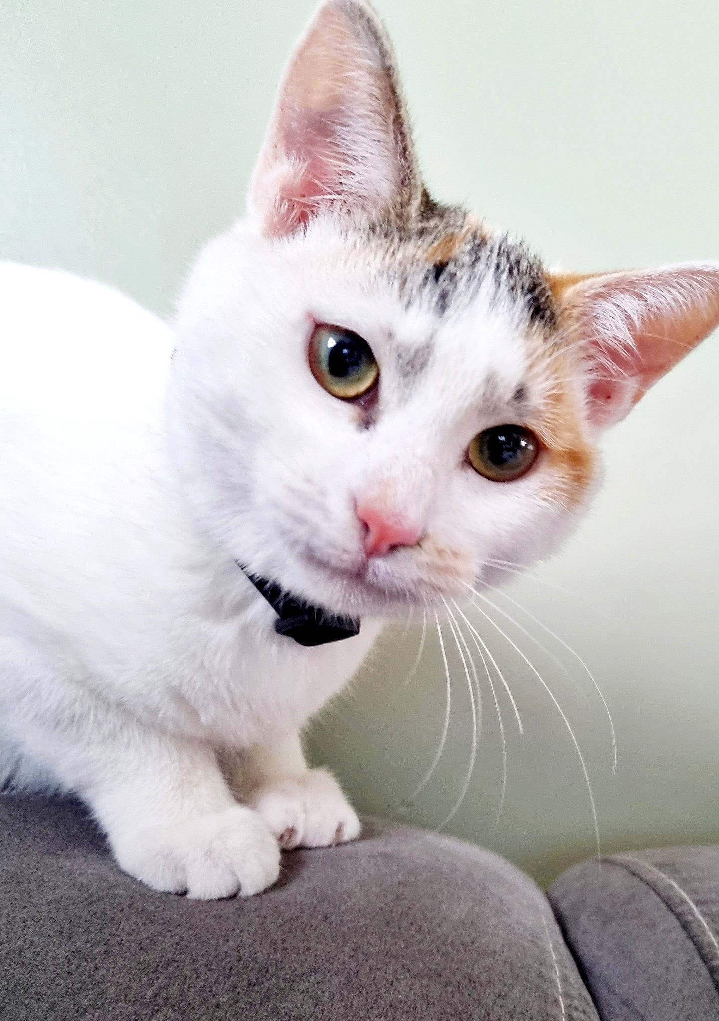 Nalah a rejoint le concours — aidez-le/la à gagner de superbes lots ! carnivore, cat, close_up, comfort, domestic_short_haired_cat, eyelash, felidae, fur, paw, small_to_medium_sized_cats, snout, tail, whiskers, window