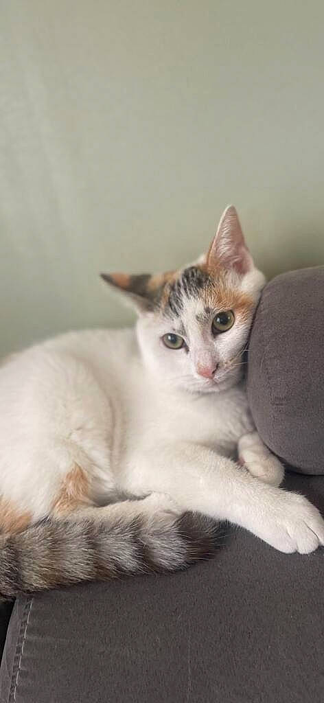 Nalah participe au concours pour gagner de l'argent avec cette photo : carnivore, cat, claw, comfort, domestic_short_haired_cat, ear, eyelash, fawn, felidae, fur, paw, sitting, small_to_medium_sized_cats, tail, whiskers