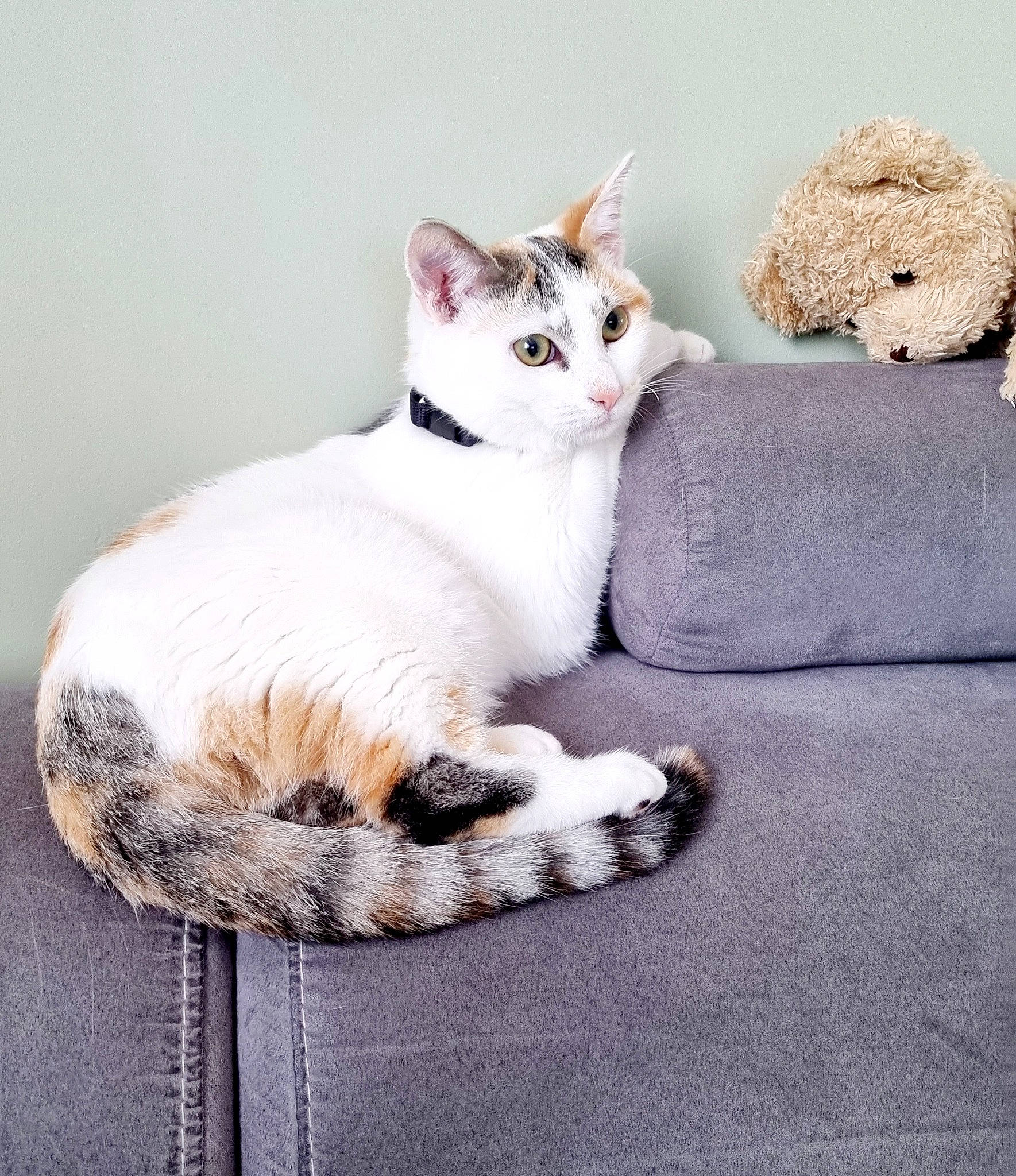 Nalah a rejoint le concours — aidez-le/la à gagner de superbes lots ! carnivore, cat, cat_supply, comfort, domestic_short_haired_cat, fawn, felidae, foot, fur, grey, linens, paw, pet_supply, sitting, small_to_medium_sized_cats, stuffed_toy, tail, teddy_bear, toy, whiskers