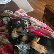 Hector joined the competition — help win amazing prizes! black_and_tan, blanket, canine, comfort, cozy, cute, dog, domestic_animal, ears, fur, furniture, indoor, lying_down, paw, pet, puppy, relaxed, small_dog, wooden_floor, young_dog