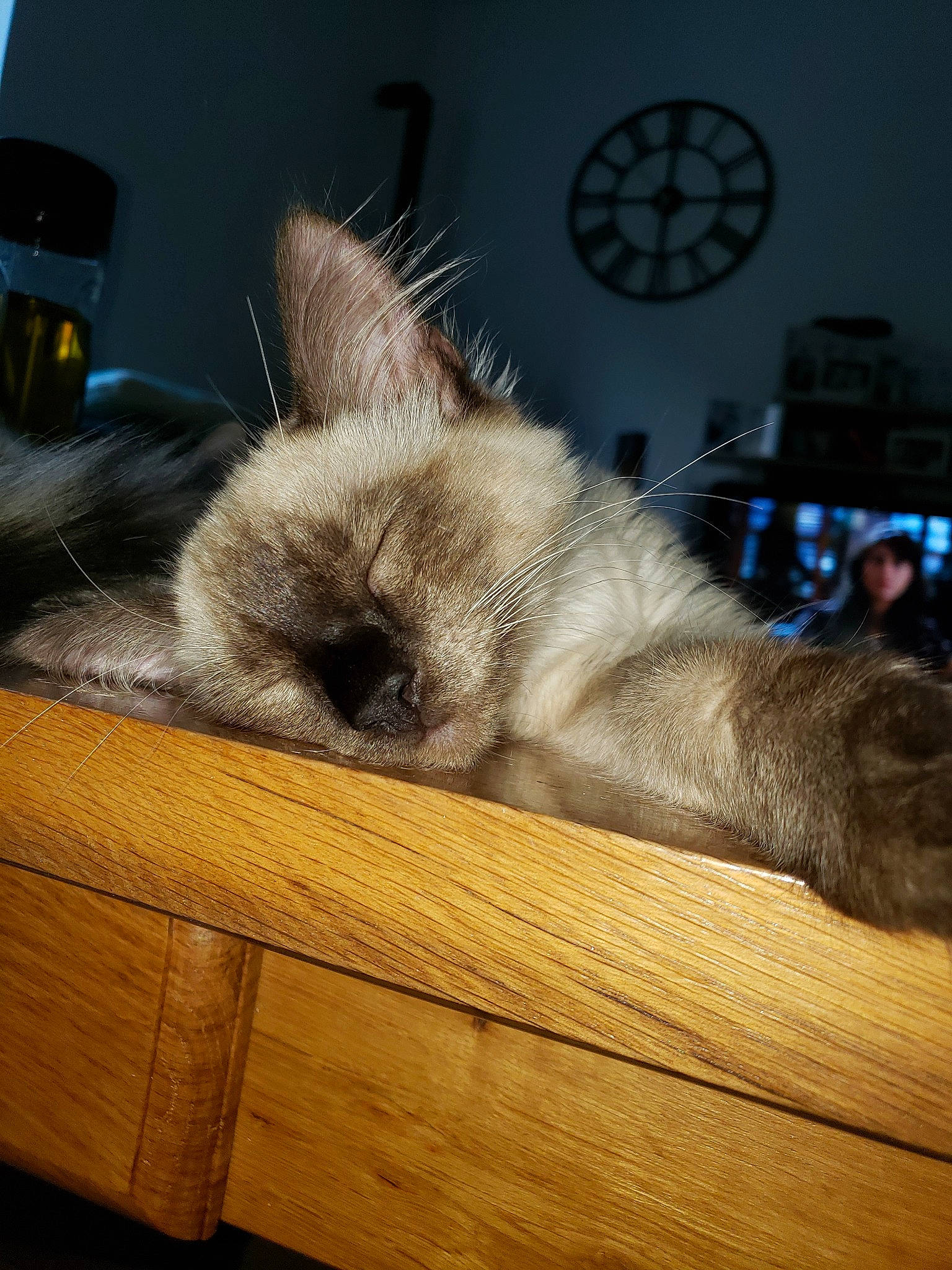 Pika a rejoint le concours — aidez-le/la à gagner de superbes lots ! balinese, box, canidae, carnivore, cat, claw, ear, fawn, felidae, fur, paw, small_to_medium_sized_cats, snout, thai, tonkinese, whiskers