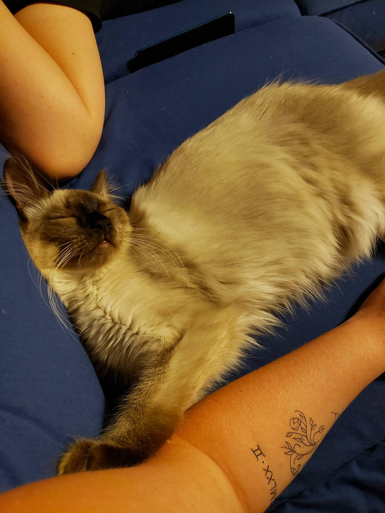 Pika a rejoint le concours — aidez-le/la à gagner de superbes lots ! balinese, carnivore, cat, claw, domestic_long_haired_cat, fawn, felidae, fur, paw, small_to_medium_sized_cats, whiskers