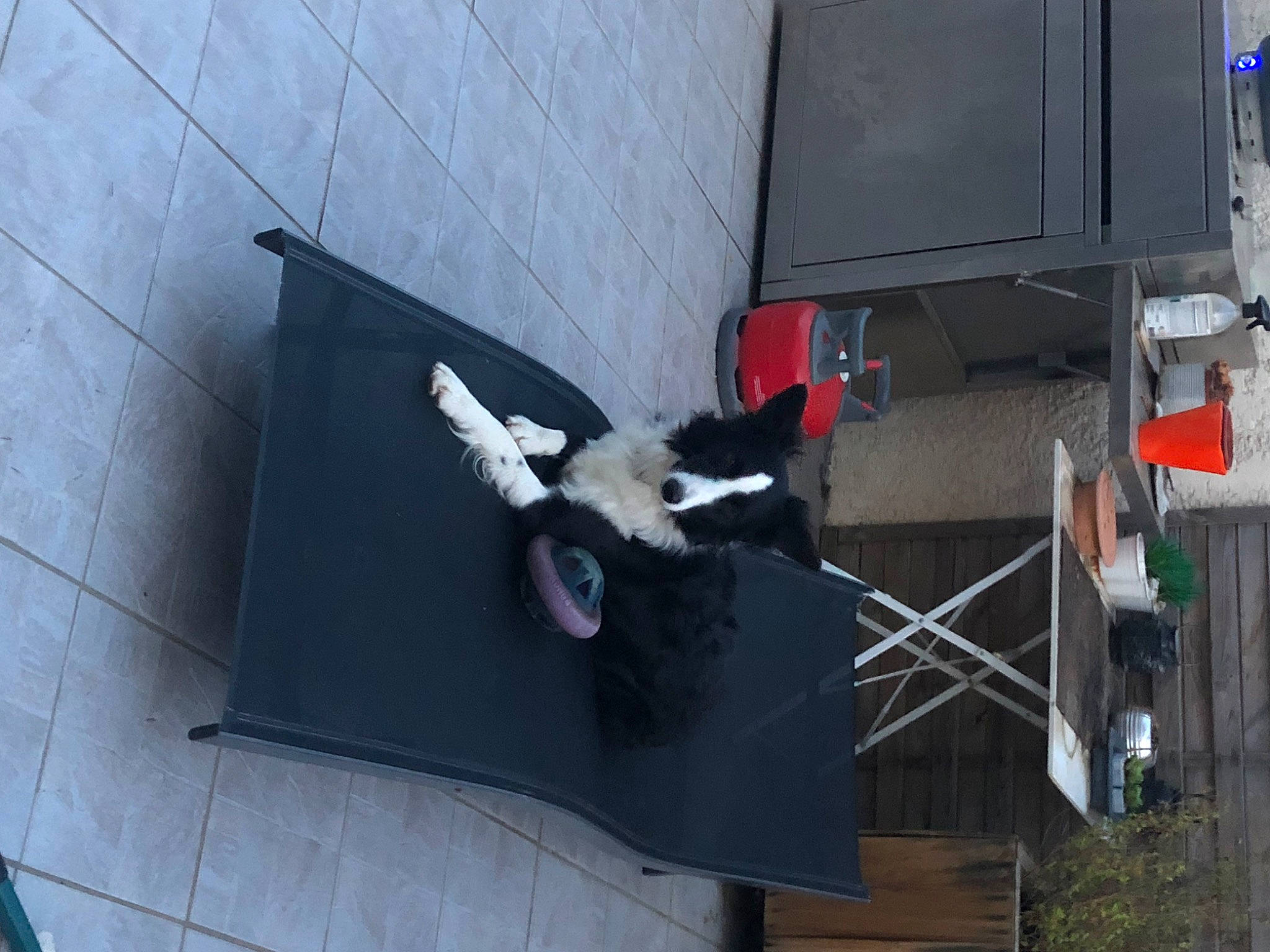 Rustyn participe au concours pour gagner de l'argent avec cette photo : art, building, canidae, carmine, carnivore, flooring, fur, room, shadow, sporting_group, tail, tree, visual_arts, window, wing