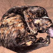Bella is registered to the contest to win money with this photo: cat, tortoiseshell, sleeping, curled_up, paw, blanket, fur, cozy, pet, animal, resting, indoor, cute, whiskers, tail, relaxed, soft, feline, close_up, domestic
