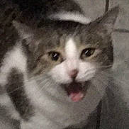 Chester joined the competition — help win amazing prizes! cat, feline, pet, animal, mouth_open, indoor, tile_floor, fur, whiskers, ears, close_up, tabby, white, gray, cute, portrait, face, expression, blur, out_of_focus