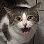 cat, feline, pet, animal, mouth_open, indoor, tile_floor, fur, whiskers, ears, close_up, tabby, white, gray, cute, portrait, face, expression, blur, out_of_focus