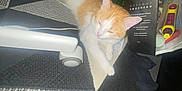 Twist a rejoint le concours — aidez-le/la à gagner de superbes lots ! bag, black_bag, carpet, cat, clutter, cozy, feline, floor, household_items, indoor, orange_cat, paper_bag, patterned_carpet, paw, pet, relaxed, resting, sleeping, white_cat, yellow_bag