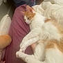 Twist a rejoint le concours — aidez-le/la à gagner de superbes lots ! bed, bedding, blanket, cat, comfort, cozy, cute, domestic_animal, feline, human_arm, indoor, orange_and_white_cat, paw, pet, plush_toy, purple_blanket, relaxation, resting, sleeping_cat, soft_texture