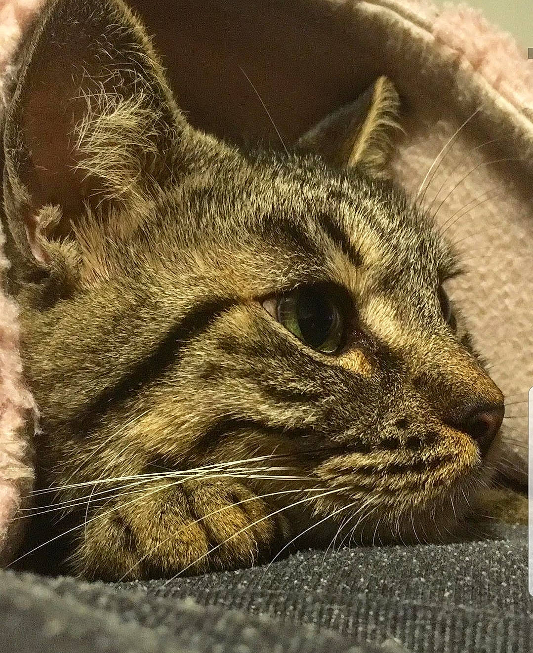 Kira a rejoint le concours — aidez-le/la à gagner de superbes lots ! american_shorthair, asian, california_spangled, carnivore, cat, close_up, domestic_short_haired_cat, dragon_li, european_shorthair, felidae, fur, kitten, mammal, pixie_bob, small_to_medium_sized_cats, snout, tabby_cat, whiskers, wild_cat, wildlife