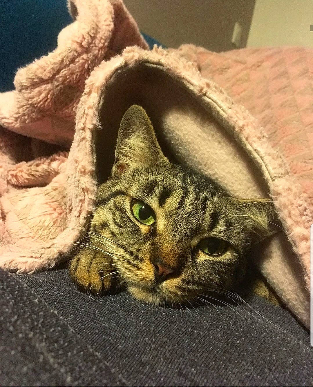 Kira a rejoint le concours — aidez-le/la à gagner de superbes lots ! aegean_cat, asian, australian_mist, bengal, california_spangled, carnivore, cat, domestic_short_haired_cat, dragon_li, european_shorthair, felidae, fur, kitten, mammal, ocicat, pixie_bob, small_to_medium_sized_cats, snout, tabby_cat, whiskers