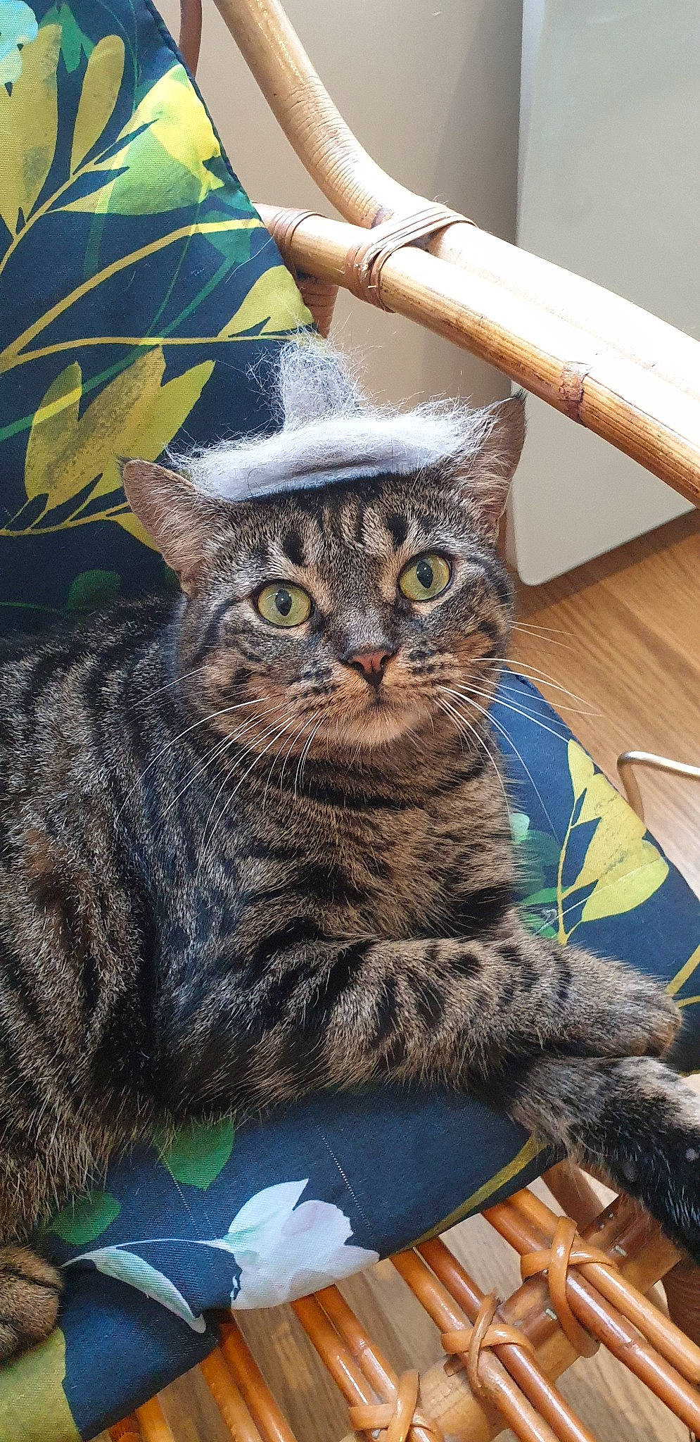 Kira a rejoint le concours — aidez-le/la à gagner de superbes lots ! american_shorthair, asian, bengal, california_spangled, carnivore, cat, domestic_short_haired_cat, dragon_li, european_shorthair, felidae, hat, mammal, ocicat, pixie_bob, small_to_medium_sized_cats, tabby_cat, toyger, whiskers, wild_cat