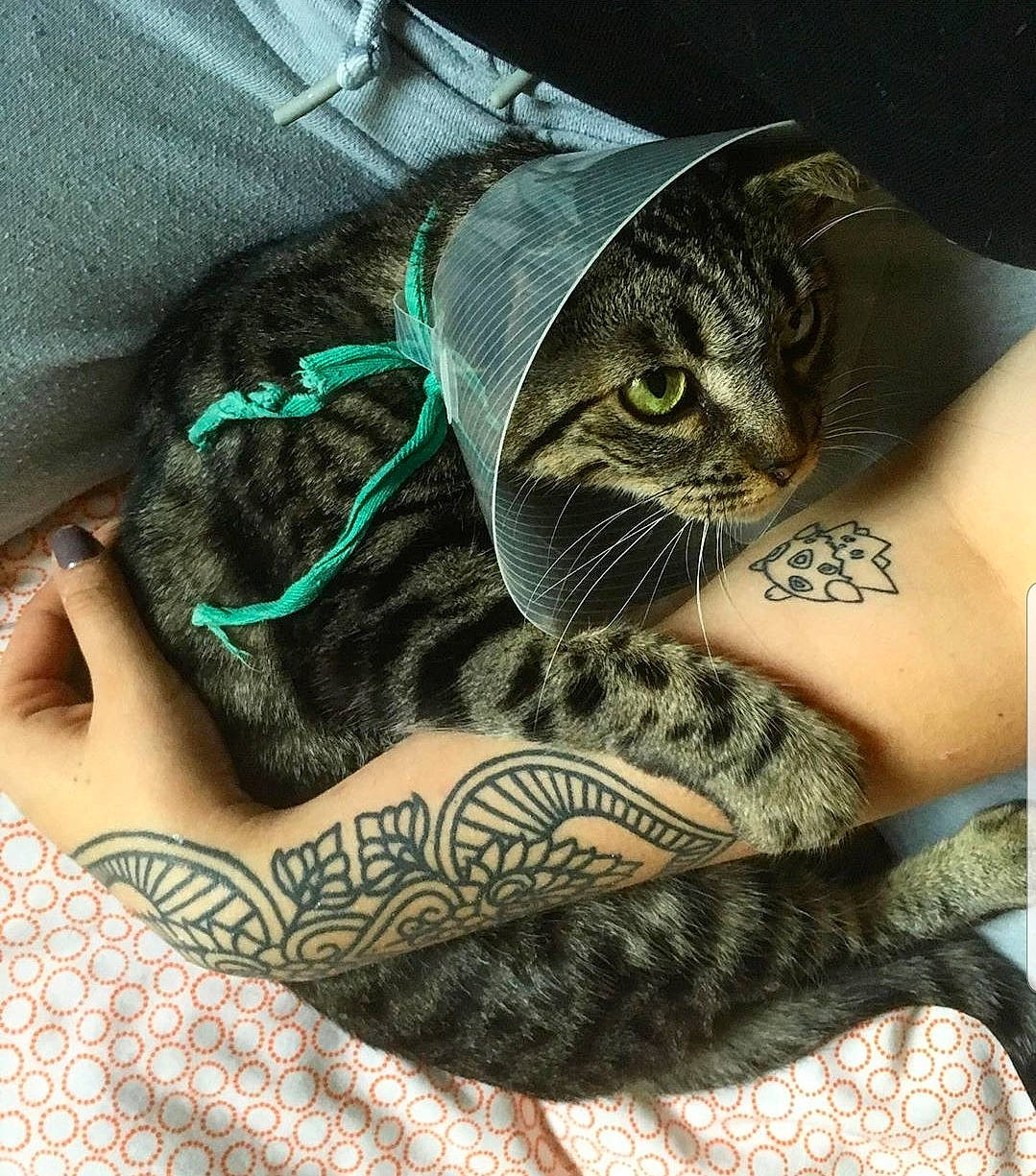 Kira a rejoint le concours — aidez-le/la à gagner de superbes lots ! american_shorthair, arm, asian, carnivore, cat, design, domestic_short_haired_cat, european_shorthair, eye, felidae, hand, kitten, pattern, skin, small_to_medium_sized_cats, tabby_cat, tattoo, whiskers