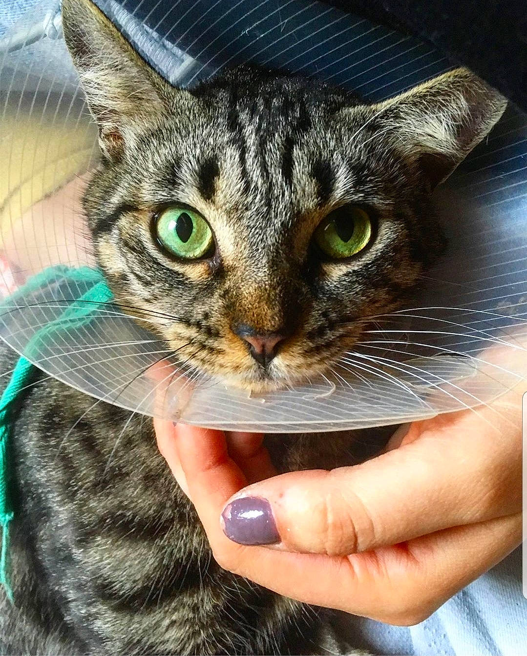 Kira a rejoint le concours — aidez-le/la à gagner de superbes lots ! aegean_cat, american_shorthair, asian, california_spangled, carnivore, cat, domestic_short_haired_cat, dragon_li, european_shorthair, eye, felidae, hand, kitten, nail, organism, pixie_bob, small_to_medium_sized_cats, tabby_cat, toyger, whiskers