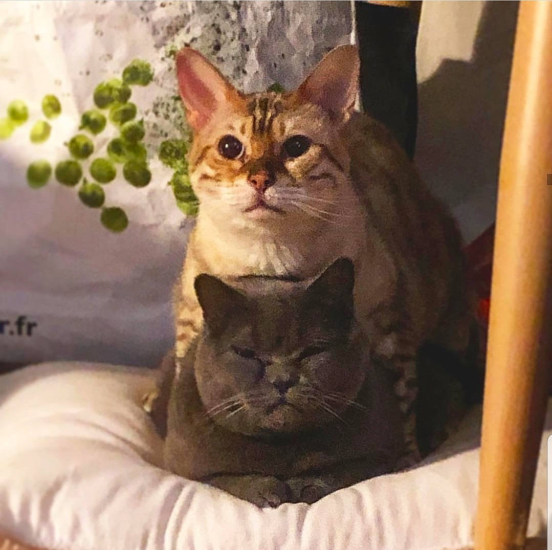 Joyce participe au concours pour gagner de l'argent avec cette photo : american_shorthair, arabian_mau, asian, australian_mist, carnivore, cat, chausie, domestic_short_haired_cat, dragon_li, european_shorthair, felidae, german_rex, kitten, mammal, pixie_bob, small_to_medium_sized_cats, sokoke, tabby_cat, vertebrate, whiskers