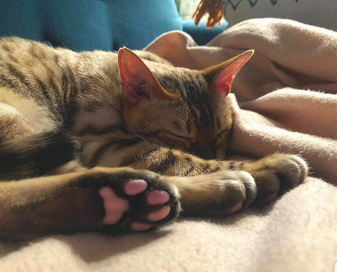 Joyce a rejoint le concours — aidez-le/la à gagner de superbes lots ! aegean_cat, asian, australian_mist, california_spangled, carnivore, cat, domestic_short_haired_cat, dragon_li, ear, european_shorthair, felidae, fur, hand, mammal, nap, paw, small_to_medium_sized_cats, snout, tabby_cat, whiskers