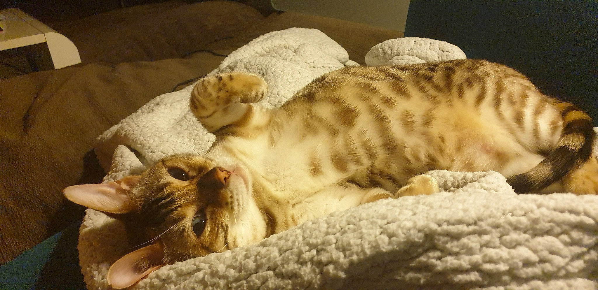 Joyce participe au concours pour gagner de l'argent avec cette photo : arabian_mau, asian, australian_mist, bengal, carnivore, cat, dragon_li, european_shorthair, fawn, felidae, fur, kitten, mammal, nap, ocicat, oriental_longhair, small_to_medium_sized_cats, tabby_cat, vertebrate, whiskers