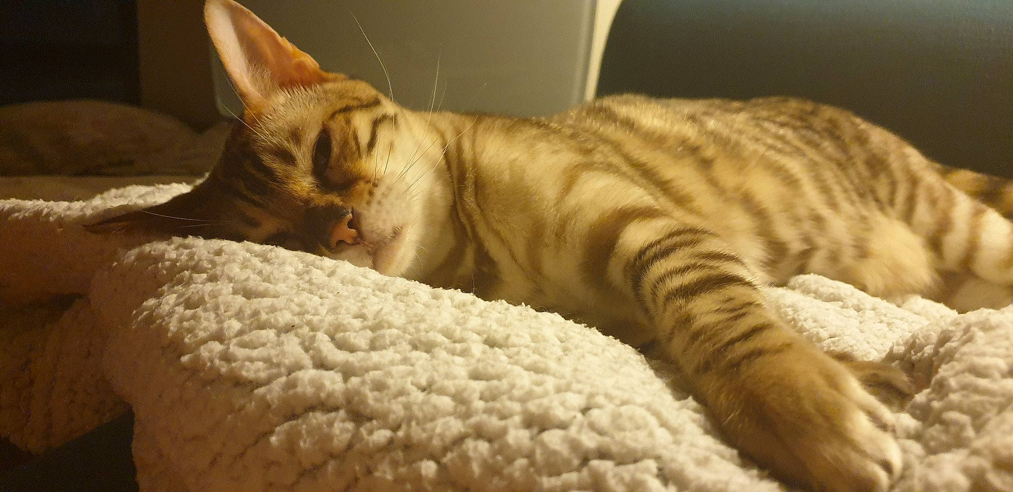 Joyce participe au concours pour gagner de l'argent avec cette photo : arabian_mau, asian, australian_mist, california_spangled, carnivore, cat, domestic_short_haired_cat, dragon_li, european_shorthair, felidae, mammal, nap, ocicat, pixie_bob, small_to_medium_sized_cats, snout, tabby_cat, toyger, vertebrate, whiskers