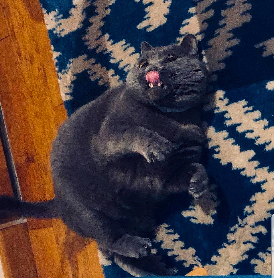 Nouni a rejoint le concours — aidez-le/la à gagner de superbes lots ! black_cat, british_shorthair, carnivore, cat, chartreux, felidae, fur, korat, paw, russian_blue, small_to_medium_sized_cats, snout, sporting_group, tail, whiskers