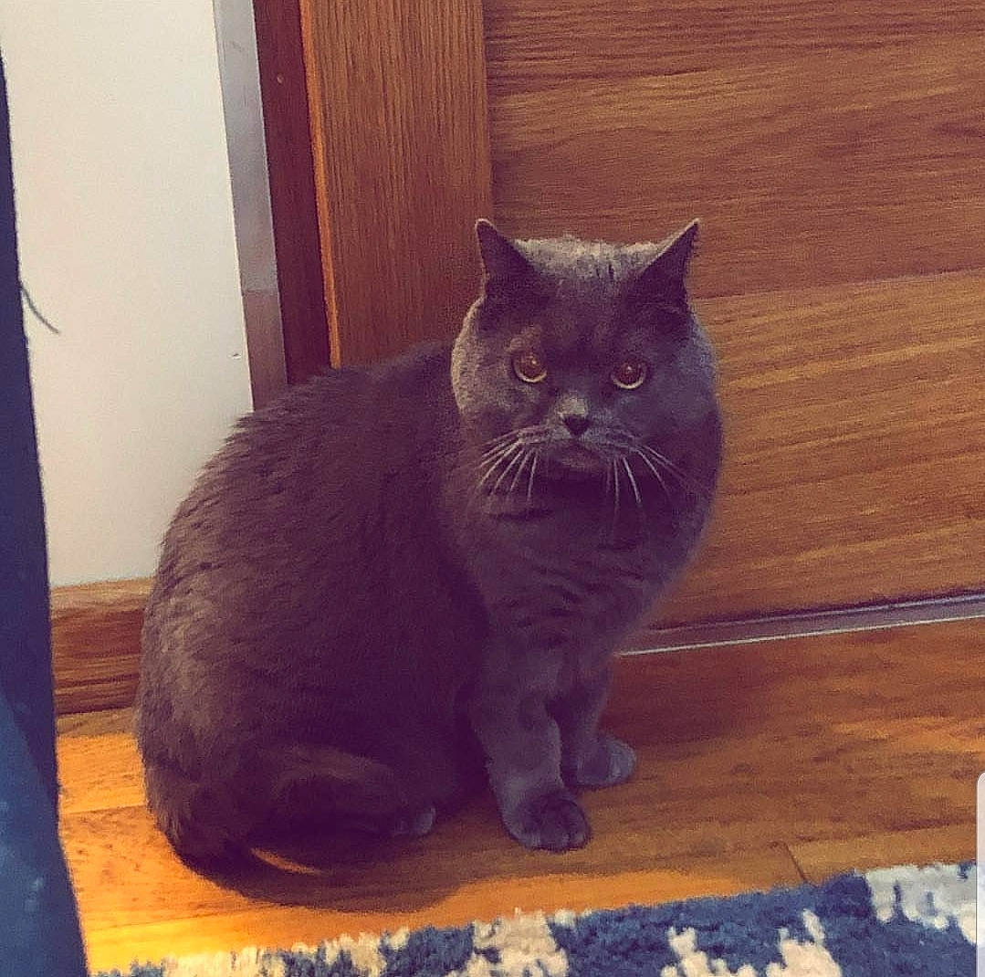 Nouni a rejoint le concours — aidez-le/la à gagner de superbes lots ! asian, black_cat, british_semi_longhair, british_shorthair, carnivore, cat, chartreux, cymric, domestic_short_haired_cat, european_shorthair, felidae, korat, mammal, nebelung, small_to_medium_sized_cats, snout, tail, vertebrate, whiskers, wood