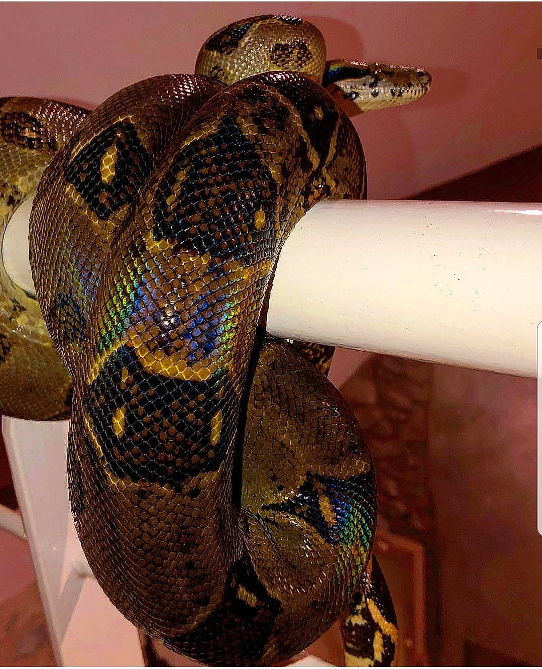 Jenka a rejoint le concours — aidez-le/la à gagner de superbes lots ! boa, boa_constrictor, burmese_python, colubridae, python, python_family, reptile, rock_python, scaled_reptile, serpent, snake, terrestrial_animal