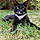 Blacky