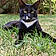 Blacky