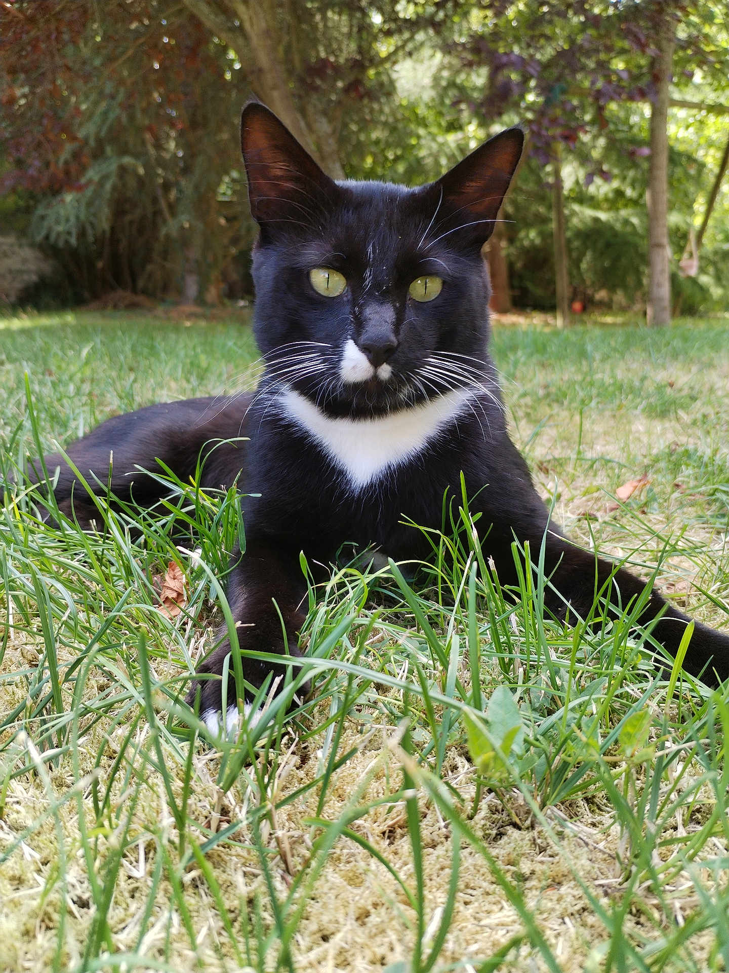 Blacky a rejoint le concours — aidez-le/la à gagner de superbes lots ! cat, black_and_white, outdoor, grass, animal, pet, feline, whiskers, nature, greenery, relaxing, lying_down, close_up, portrait, daylight, tree, moss, alert, ears, eyes