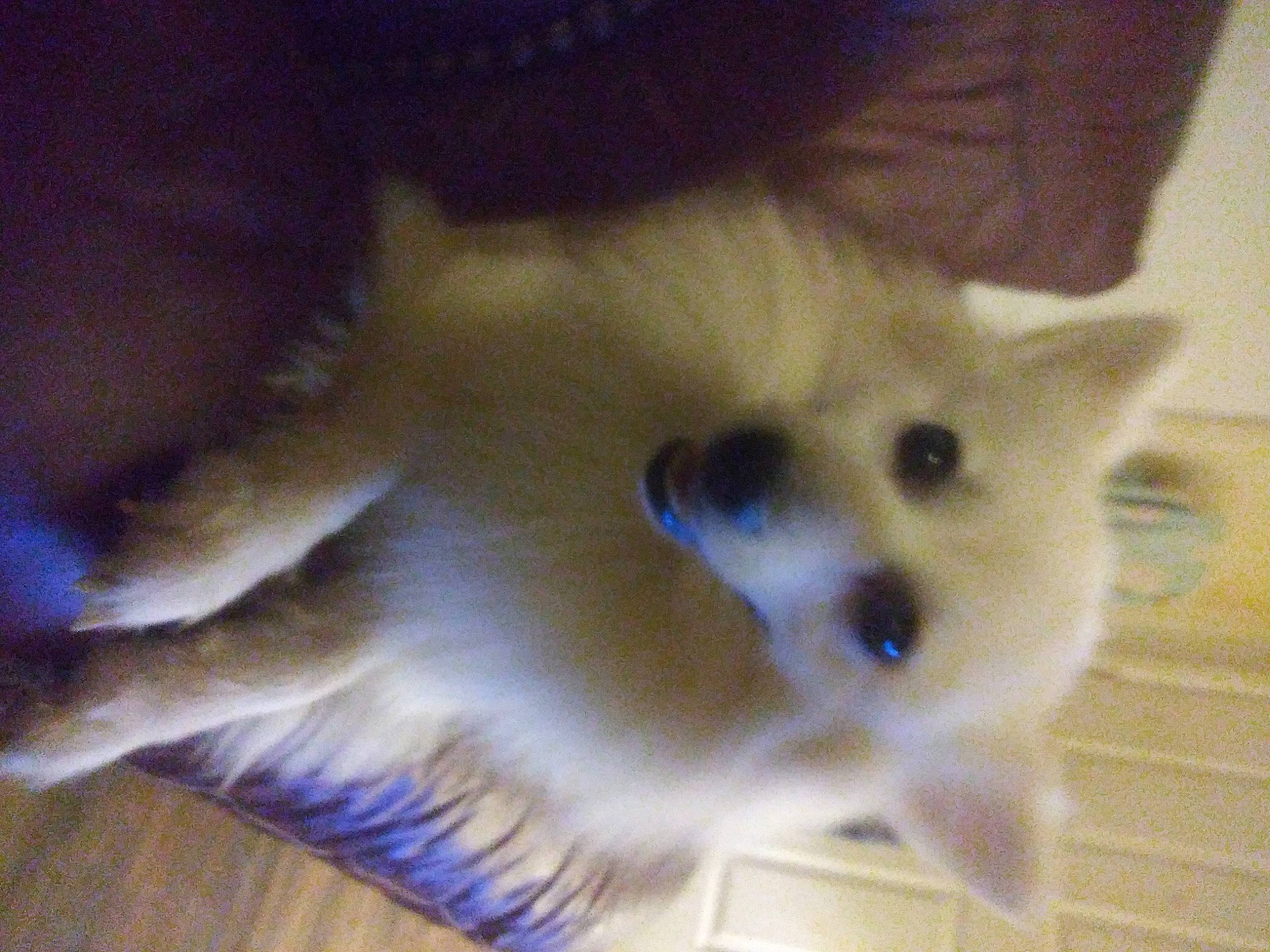 Finley is registered to the contest to win money with this photo: canidae, carnivore, companion_dog, dog, dog_breed, fawn, felidae, fur, german_spitz, german_spitz_mittel, non_sporting_group, samoyed, small_to_medium_sized_cats, snout, spitz, sporting_group, tail, volpino_italiano, whiskers, working_animal