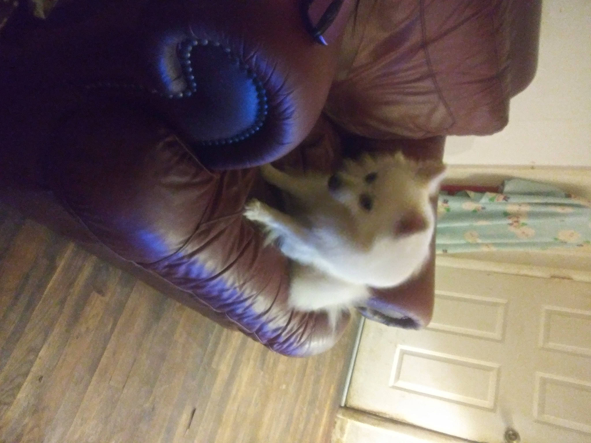 Finley is registered to the contest to win money with this photo: cat, companion_dog, dog_breed, eyelash, fawn, felidae, floor, flooring, hardwood, human_body, human_leg, long_hair, nail, snout, tail, toy, vertebrate, whiskers, wood, wood_stain