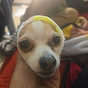 Fefe joined the competition — help win amazing prizes! animal, blurred_background, chihuahua, close_up, cloth, cozy, cute, dog, eyes, face, hand, holding, indoors, nose, pet, portrait, small_dog, sock, soft_light, warm