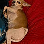 Win is registered to the contest to win money with this photo: dog, chihuahua, pet, lying_down, red_quilt, indoor, cute, small_dog, brown_and_white, relaxed, tongue_out, side_eye, cozy, domestic_animal, fur, paw, animal, companion, cute_pet, sleepy