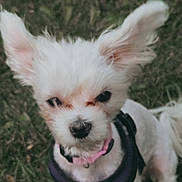 Win is registered to the contest to win money with this photo: dog, white, fluffy, ears, collar, pink_collar, pet, animal, grass, outdoor, cute, small_dog, fur, canine, mammal, portrait, standing, nature, closeup, young