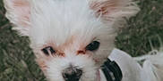 Winters is registered to the contest to win money with this photo: dog, white, fluffy, ears, collar, pink_collar, pet, animal, grass, outdoor, cute, small_dog, fur, canine, mammal, portrait, standing, nature, closeup, young